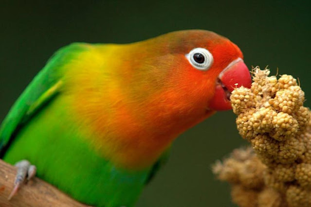 Food - Bath and Care for Lovebirds