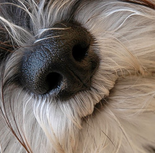 adorable dog close up pic