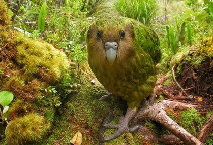 Kakapo is one of the most dumbest animals in the world.