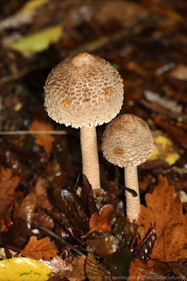 Lépiotes élevées ou coulemelles (macrolepiota procera)