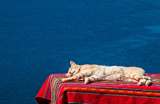 Gato dormido azul rojo