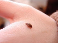 What are bed bugs? and Are they dangerous?