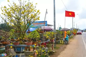 Kỹ thuật trồng mai vàng trong chậu: Hiểu đúng về chất trồng mai