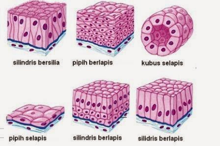 Baru 18+ Jaringan Hewan Yang Berfungsi Untuk Melindungi Dan Melapisi Jaringan Dibawahnya Disebut