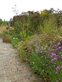 Entry Garden Walk at the Toronto Botanical Garden Verbena bonariensis and Joe Pye Weed by garden muses-not another Toronto gardening blog