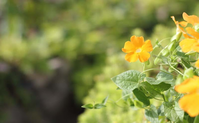 Black-Eyed Susan Vine Flowers Pictures