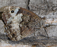 Hipparchia statilinus