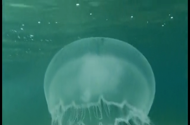 Jellyfish in Tonga