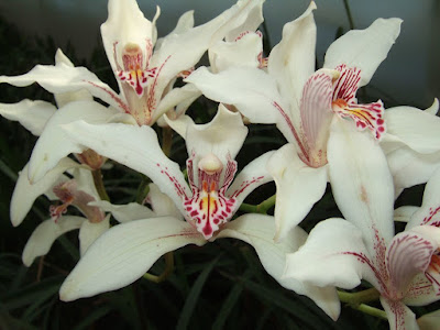 Cymbidium insigne - The Splendid Cymbidium care and culture