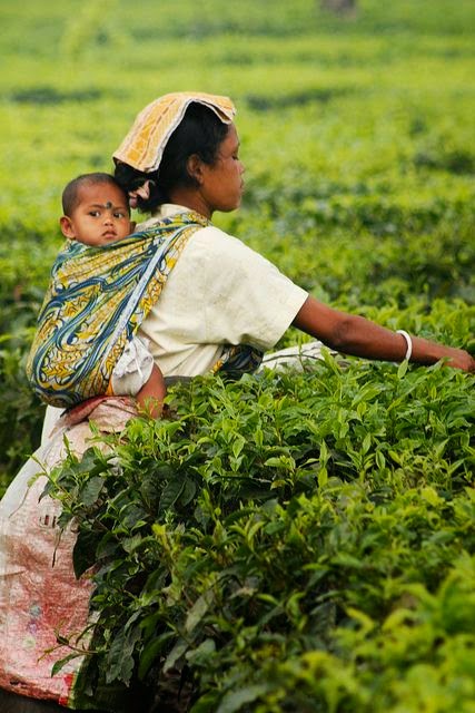 Tea picker in Darjeeling, India