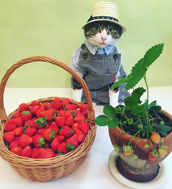 El gato que te cautivará con sus trajes - fresas