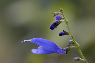 Salvia cacaliifolia - Guatemalan sage care and culture