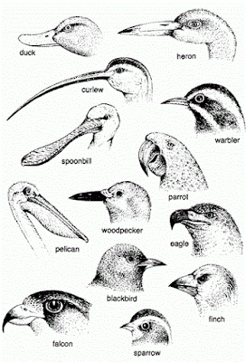 Birds of different types of beaks-Birds of India-Blog for bird lovers