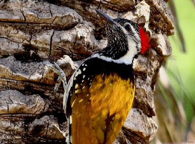 "The black-rumped flameback (Dinopium benghalense), also known as the lesser golden-backed woodpecker or lesser goldenback, is a woodpecker found widely distributed in the Indian subcontinent, in the snap is seen climbing up a date palm tree."