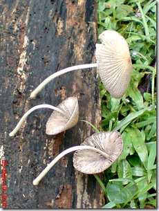 jamur seperti payung layu 09