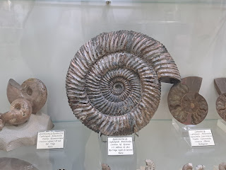 Ammonite, Colección Mufomi