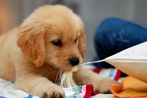 golden retriever puppy pics. Cute Golden Retriever Puppies