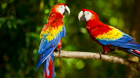 Scarlet macaw price in India