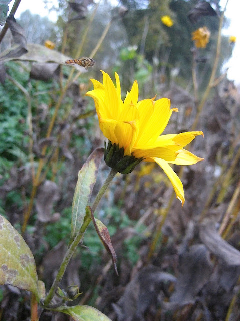 mijn 20 mooiste herfstfoto's van het park