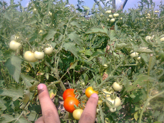 Pohon Buah Tomat Rampai