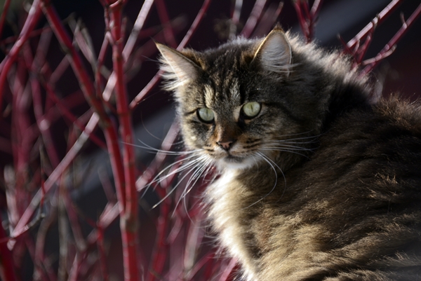 pus katt kattepus pusekatt