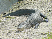 . distingue al aligator americano del cocodrilo americano , que vive en el .