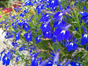 niebieska lobelia