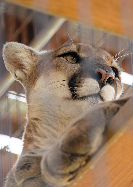Animal Rescue conservation Folsom California Fur Zoo kitty cat