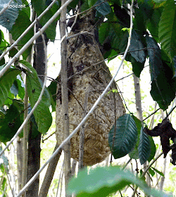 Wild beehive - Wilder Bienenstock