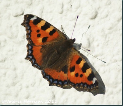 small-tortoiseshell