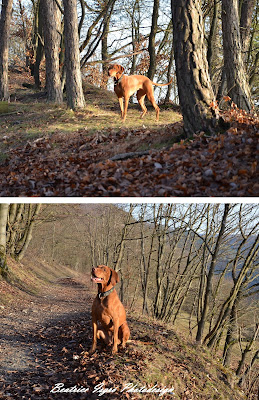 Vizsla im Laubwald