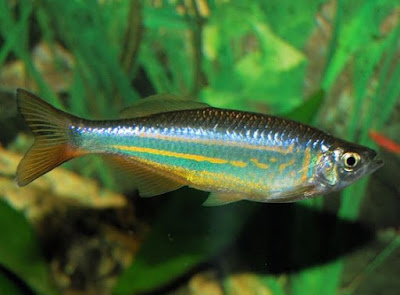 Danio