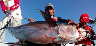 Teknik mancing yellowfin tuna