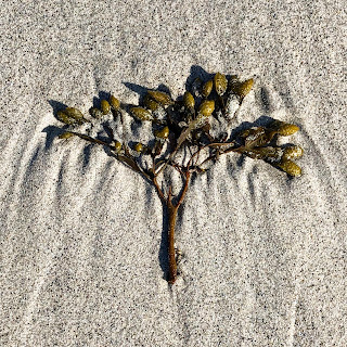 Small piece of seaweed embedded in sand