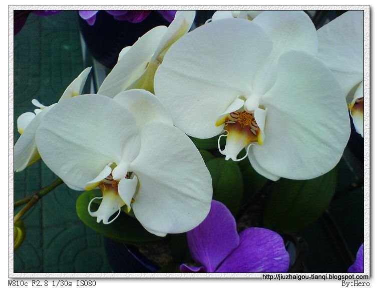 兰花 花:lanhua-09020112142645