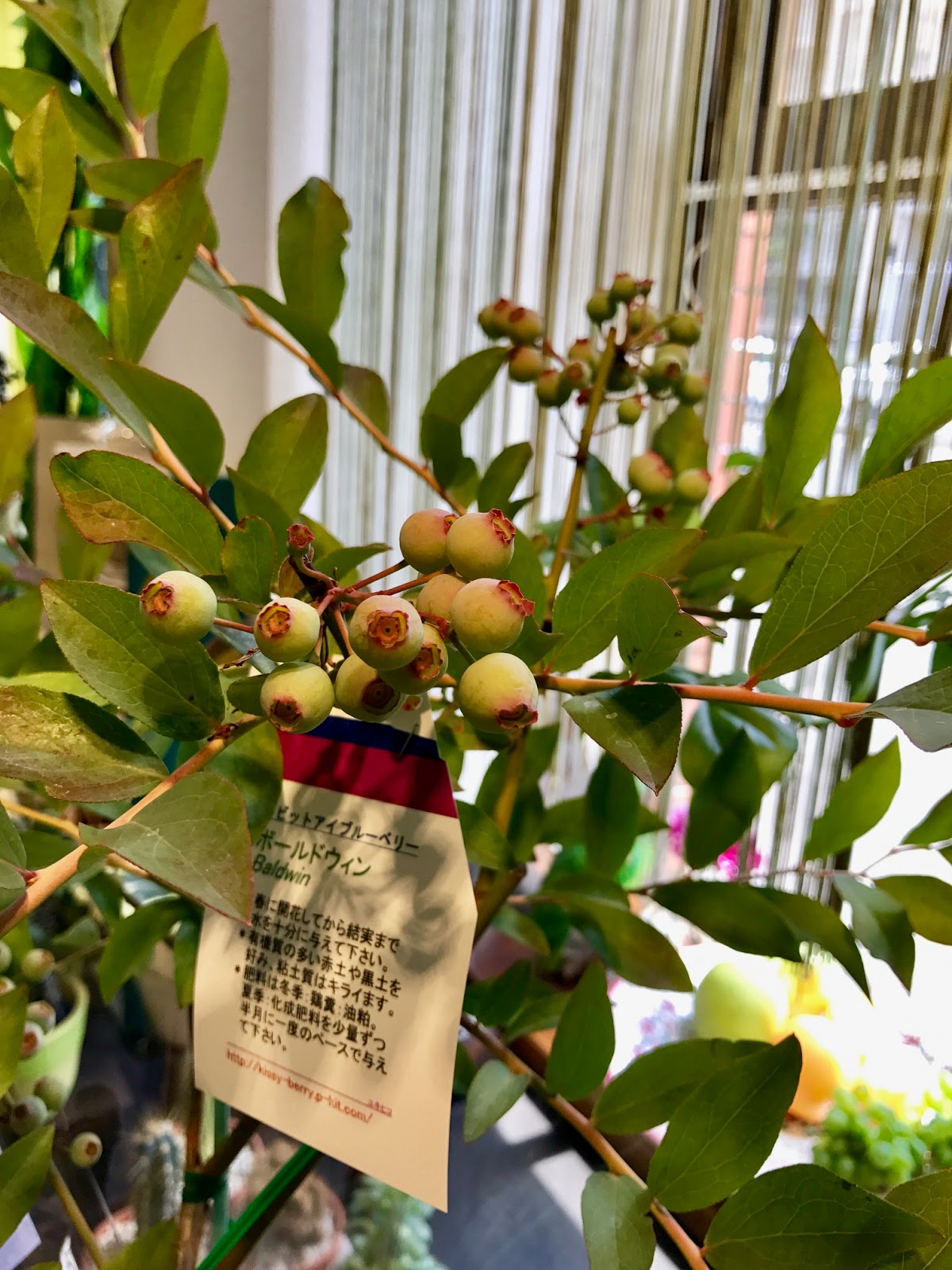 ブルーベリー ボールドウィン の鉢植え 葉織 Haori Flowers 新宿区のお花屋さん