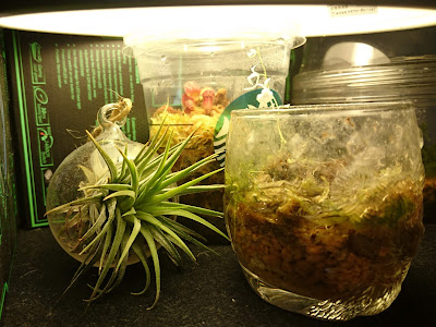 200以上 植物 ledライト 育つ 298891-植物 ledライト 育つ