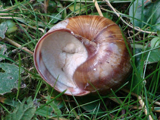 Helix (Helix) pomatia DSC45288