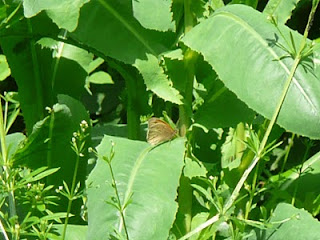Refuge LPO : Ligue pour la Protection des Oiseaux - GRETIA - VivArmor Nature - Les Jardins de Noé : papillon Procris