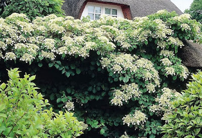 Mature Hydrangea petiolaris in full bloom