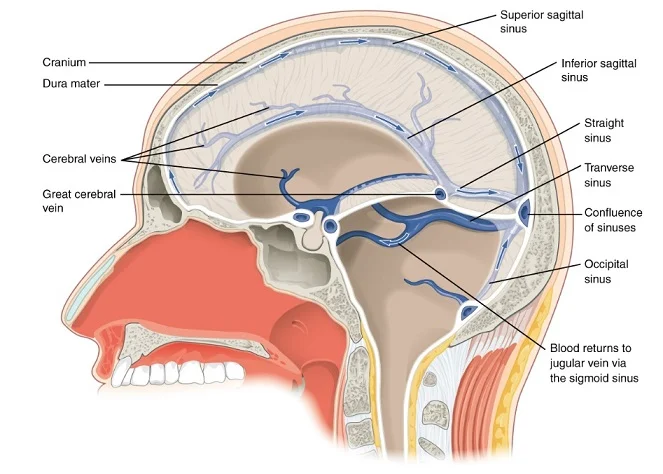 Aliran Balik vena Pada Otak