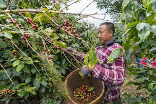 Yunnan using bean to perk coffee sales