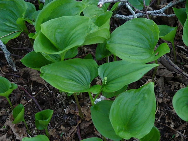 flowers starting