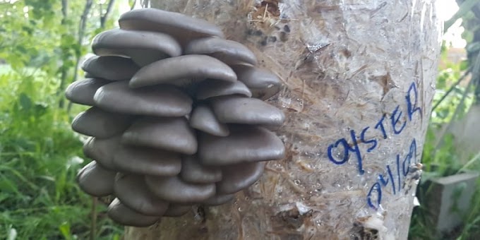   Blue Oyster (Pleurotus ostreatus var. columbinus)