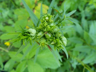 Cécidomyie de la Verge d'or - Galle sur Solidago formée par le Diptère Rhopalomyia solidaginis