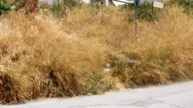 Ξερά χόρτα