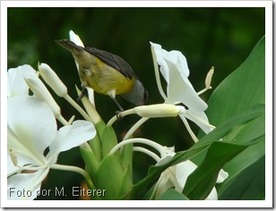 Beijo-do-brejo (Hedychium coronarium), visitado por uma ave nativa do Brasil, o cambacica (Coereba flaveola). foto por M. Eiterer