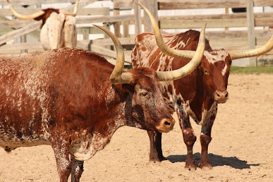 Bull fight - sair festival