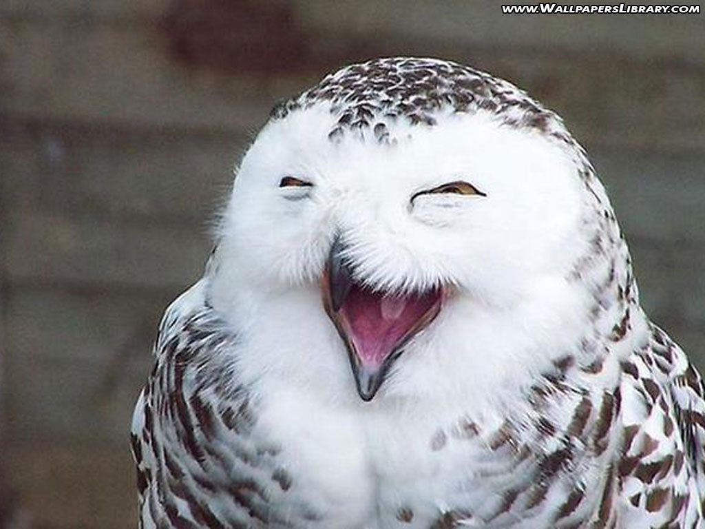 Funny owl wallpaper desktop |Funny Animal