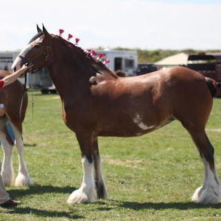 Clydesdale, Clydesdale Hitch, Clydesdale Mares, Clydesdale Breeders, CBUSA, Clydesdale for Sale, Clydesdale Stallion